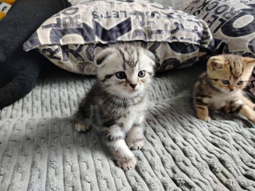 Котята вислоухие