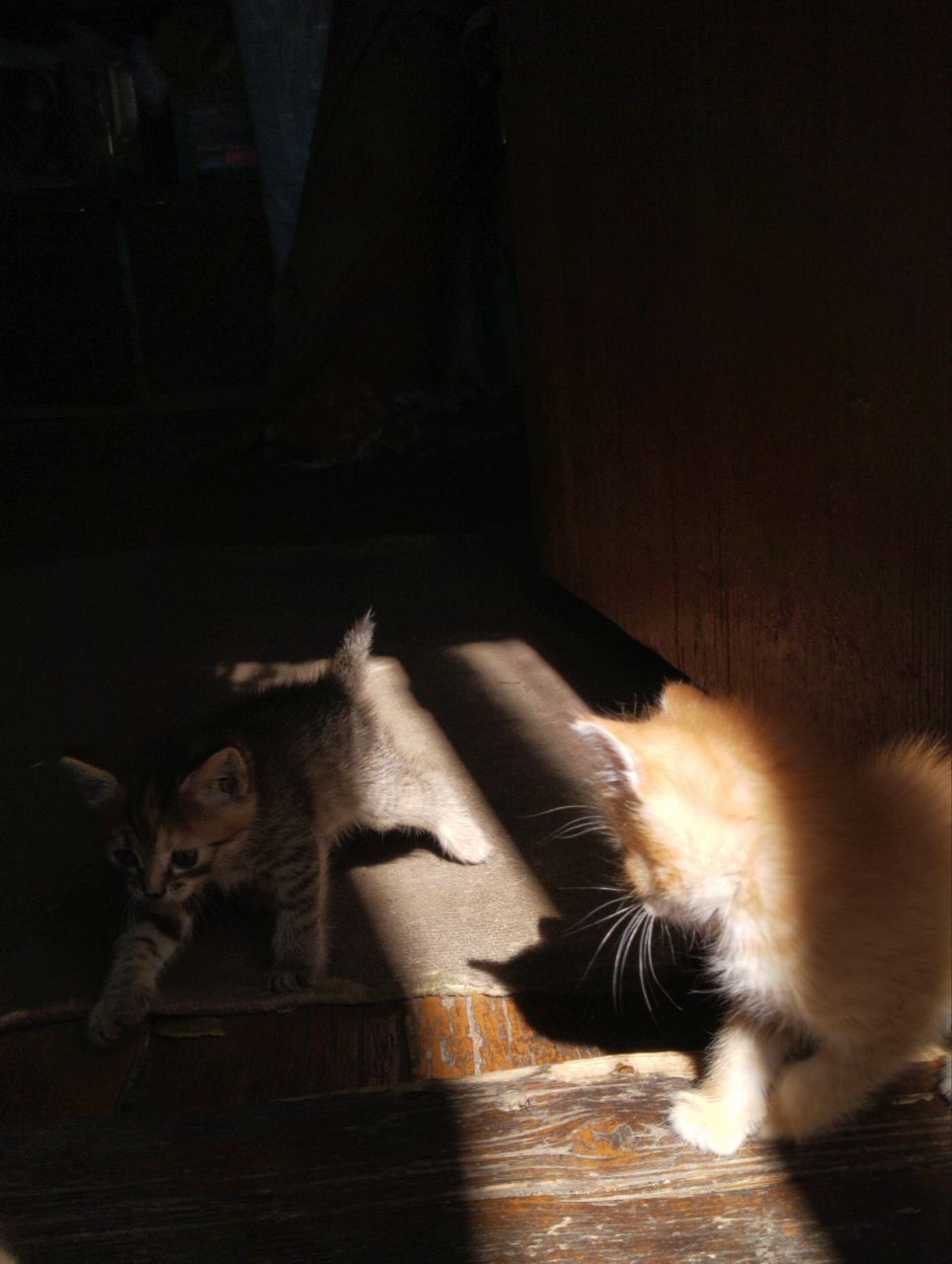 Бесплатные котята в добрые руки!!
