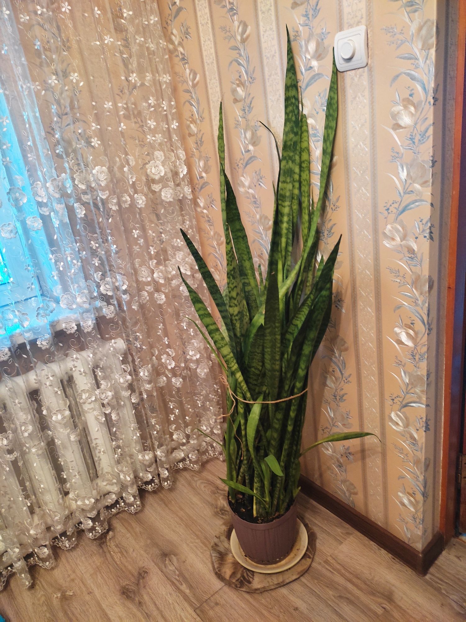 Сансеиверия (Щучий хвост)