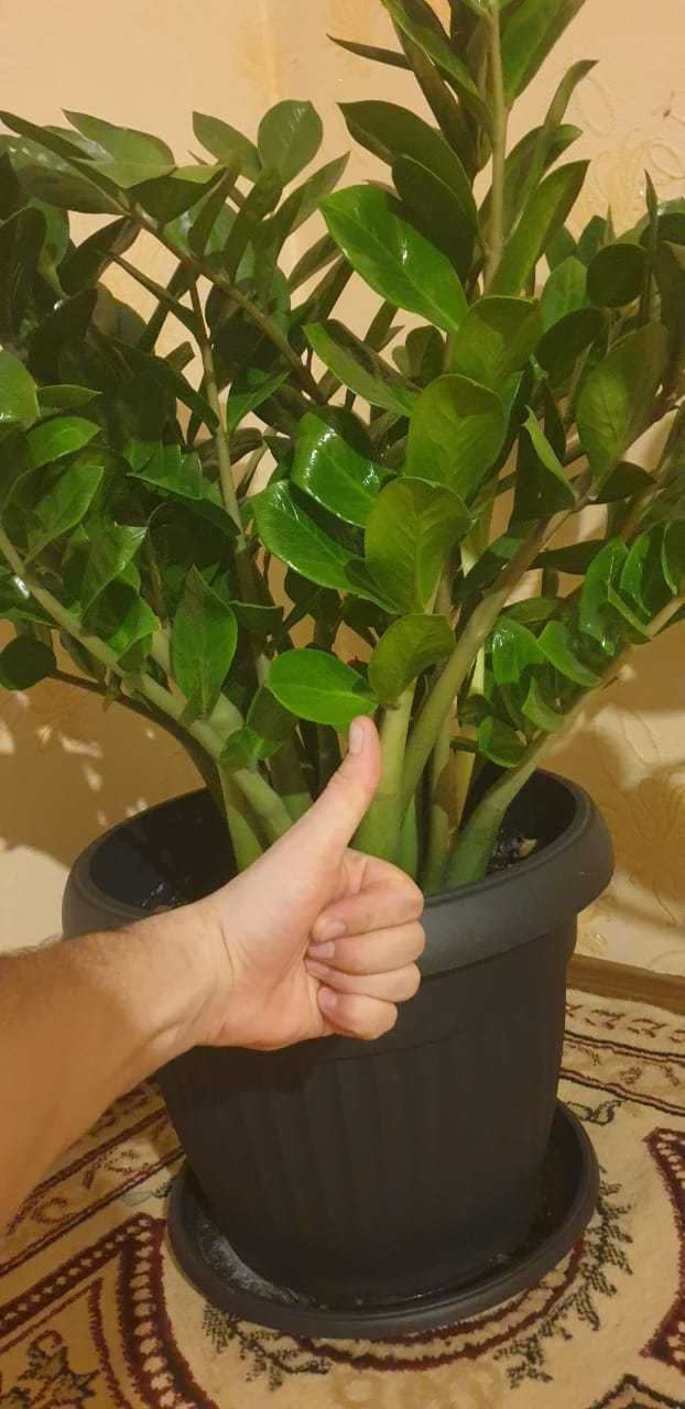 Продаю домашние цветы