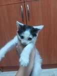 Отдам котята в добрые руки