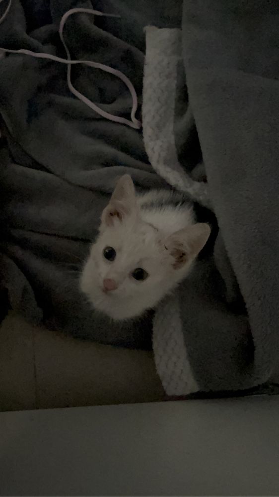 СРОЧНО!!!котенок в добрые руки