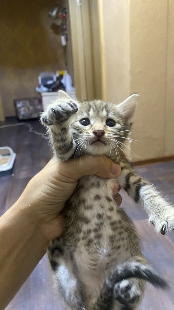 отдам котят в добрые руки