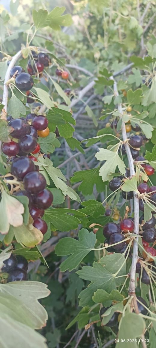 Смородина   кустовая