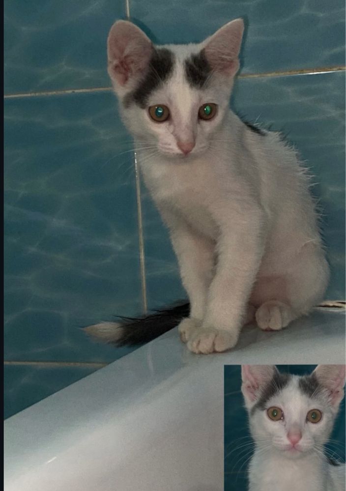 Отдам котёнка в добрые руки