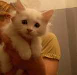Кошечка ищет дом