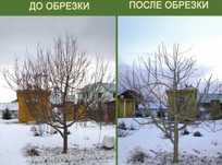 Санитарная обрезка деревьев