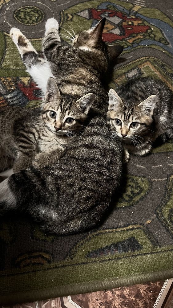 Отдам котят в хорошие руки