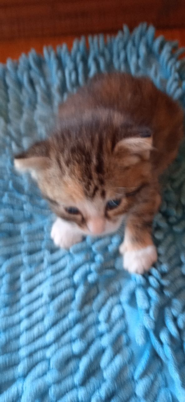 Отдам котят в хорошие руки