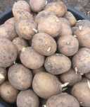 КАРТОШКА !!! Продам семейную вкусную  картошку