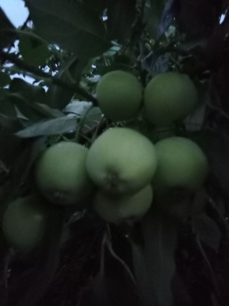 Продам ранетки домашние