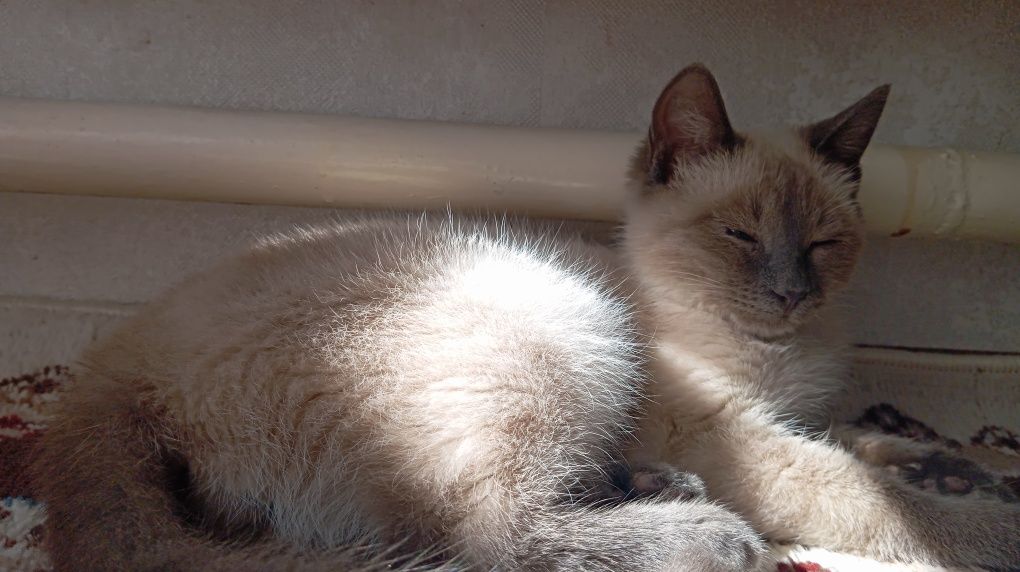 Сиамский кошка хароший