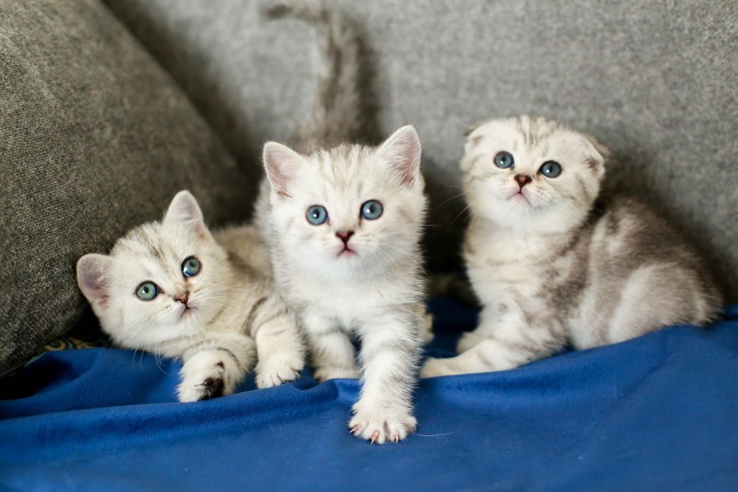 Шотландские  котята