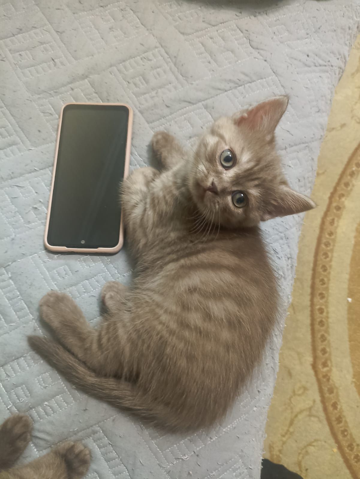 Продам котят породы британская короткошёрстная