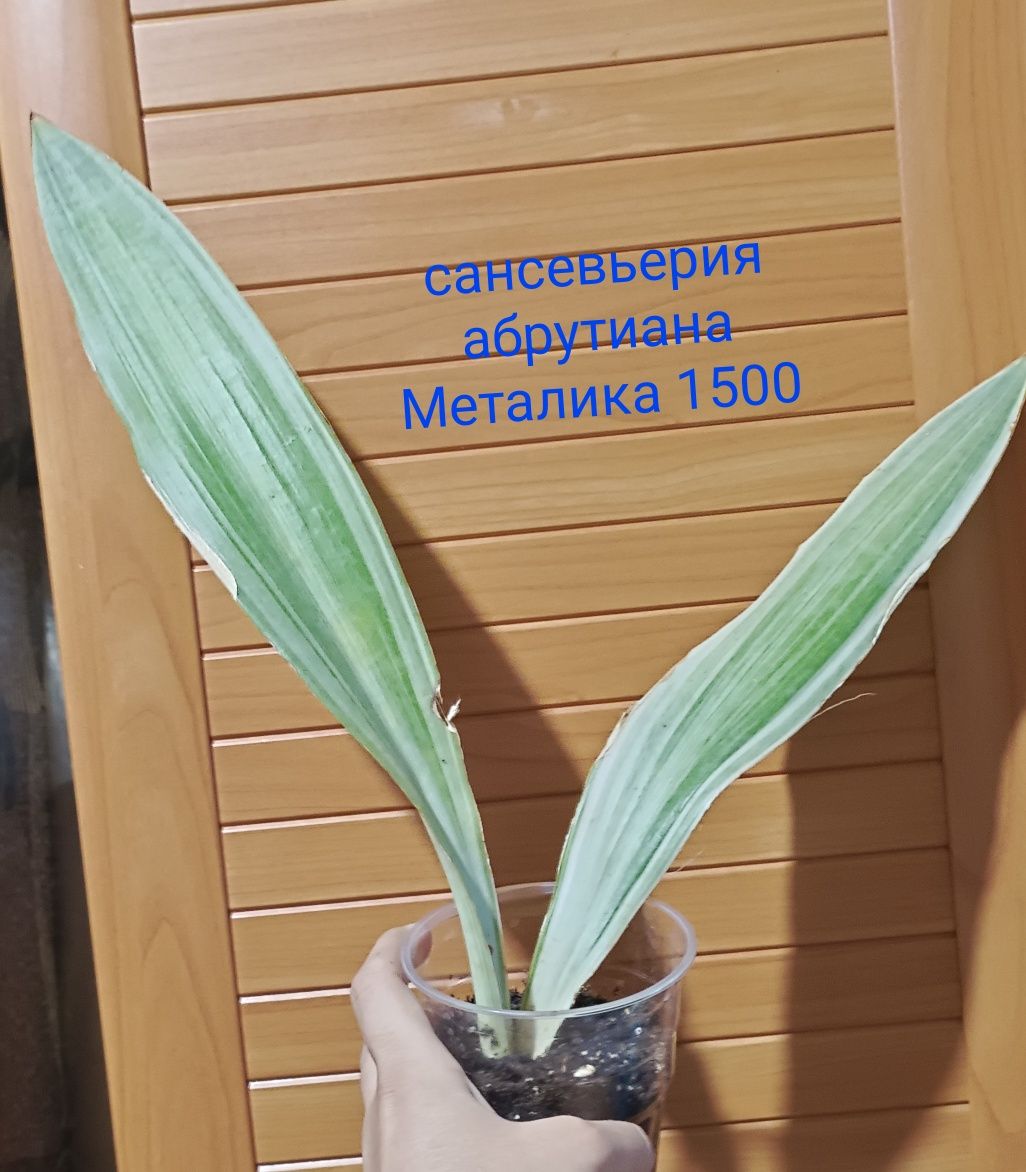 Комнатные цветы разные