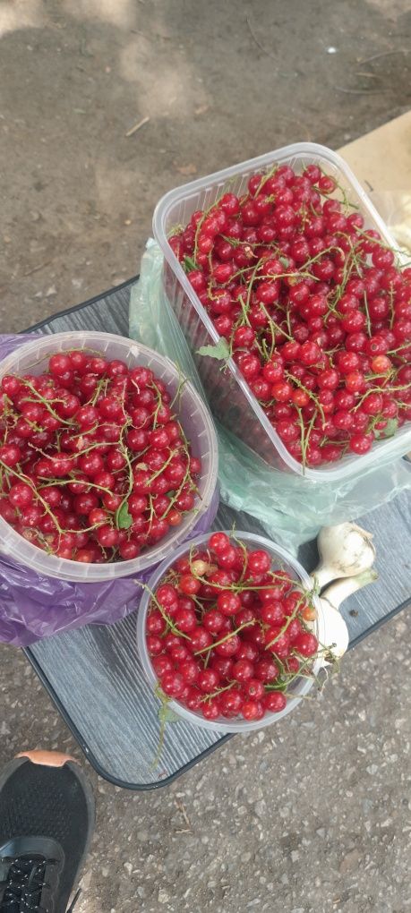Продаётся красная и белая смородина