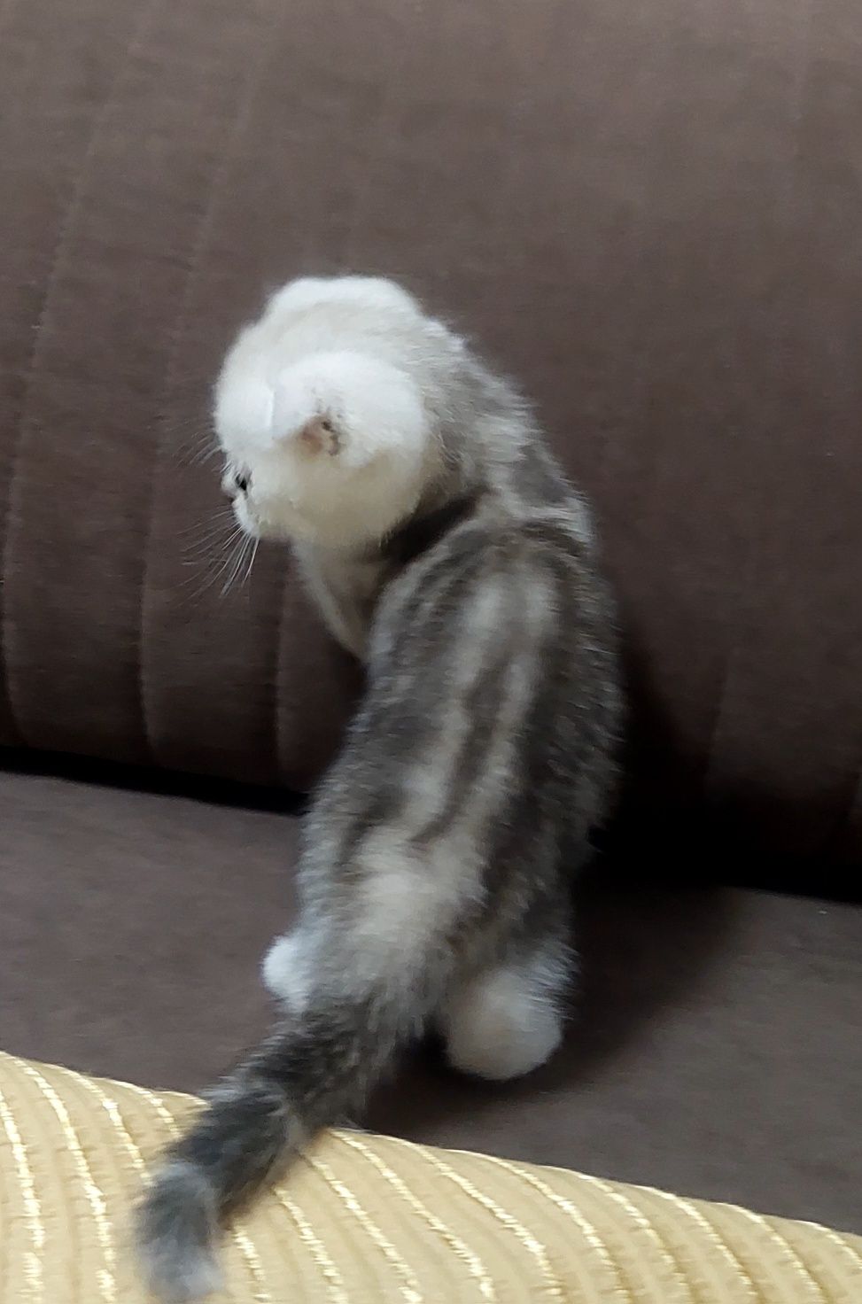 Котята скотиш страйт и скониш фолд