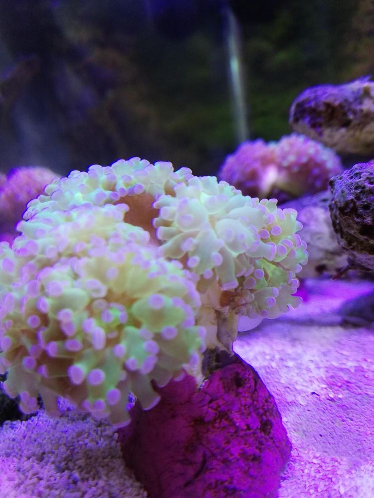 Морская рыбка кораллы морской аквариум оборудование