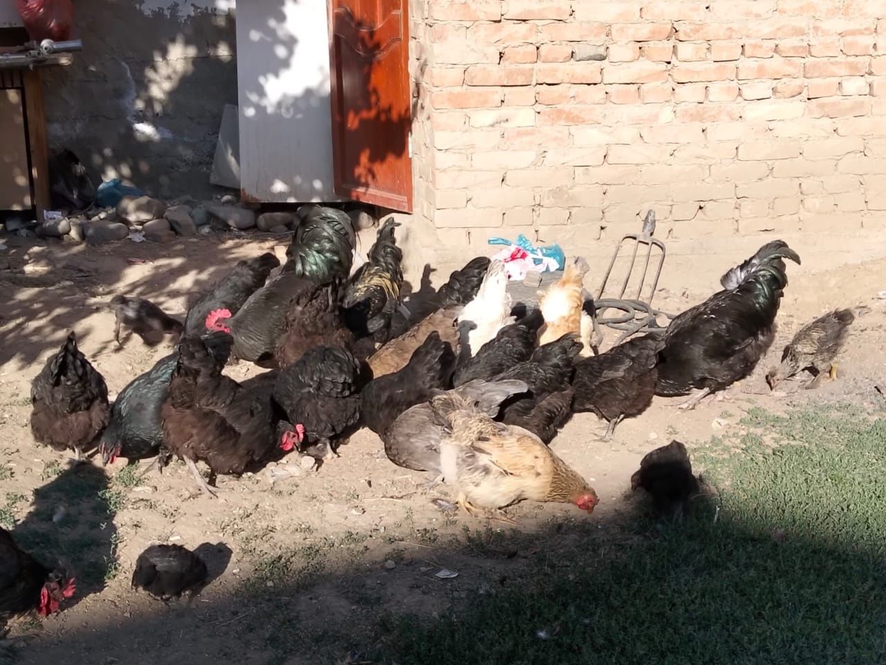 Петухи и курицы продам