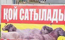 Кой сатылады 3бас