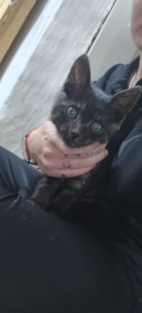 Отдам котёнка в добрые руки