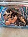 Кошка с котятами в добрые руки