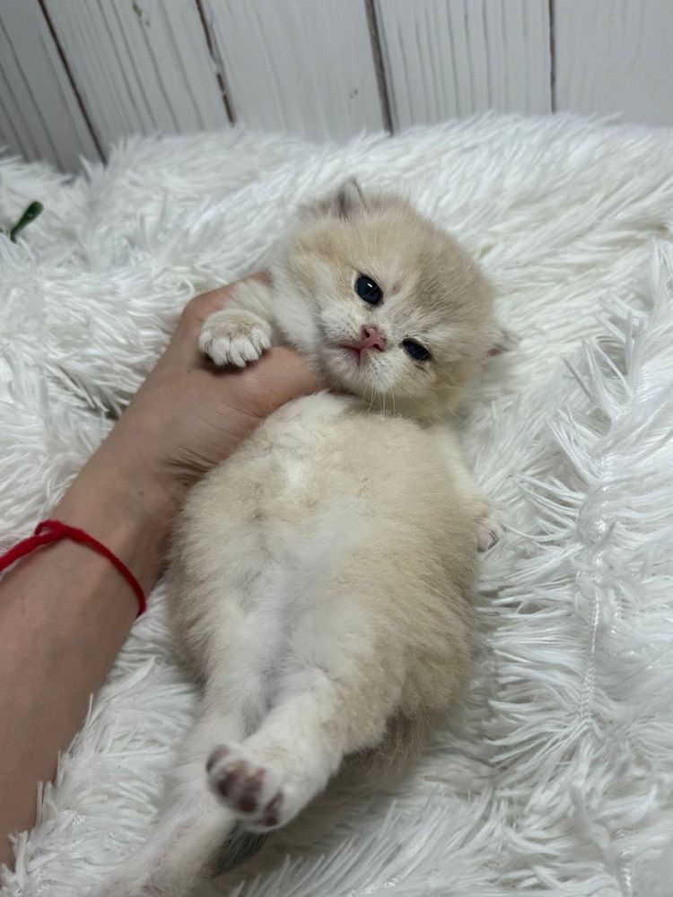 Золотые шиншиллы британские