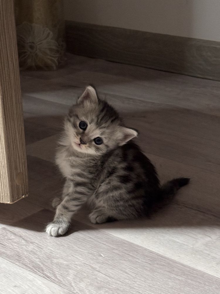 Скотиш страйт. Шотландские прямоухие