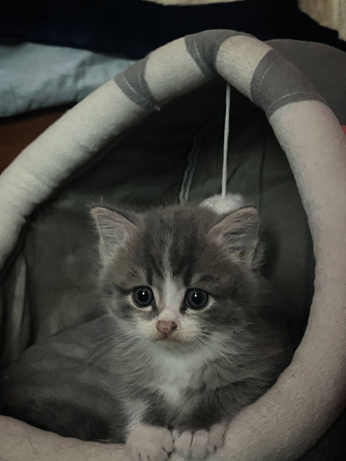 Продам пушистых сереньких котят