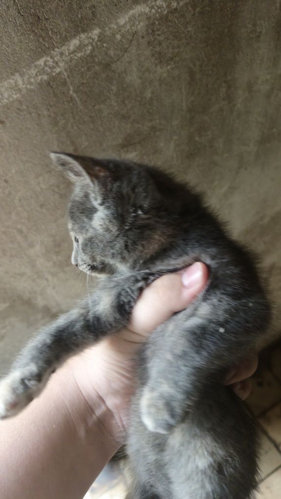 Даётся маленькая кошка