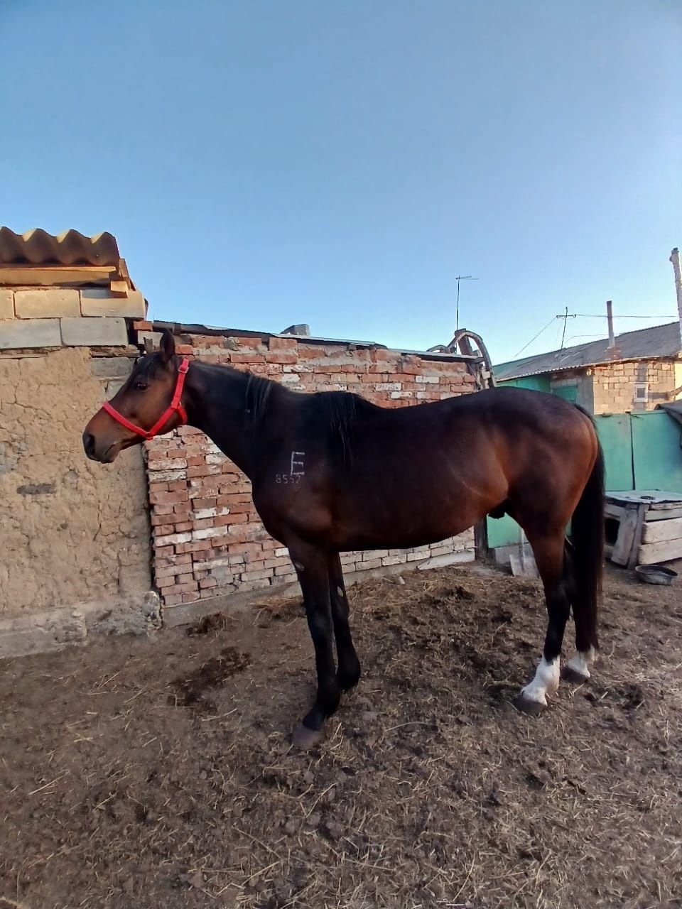 Продам жеребцов на кокпар. Айғыр сатам көкпарға