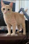 Отдам котёнка кошку 4 месяца