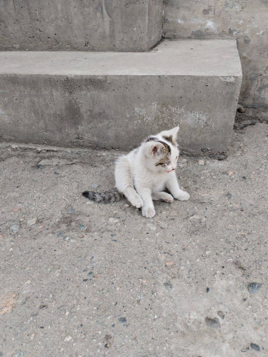 Отдам в добрые руки