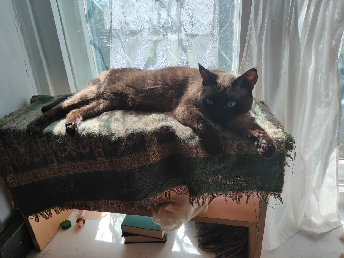 Кот сиамский, кастрирован