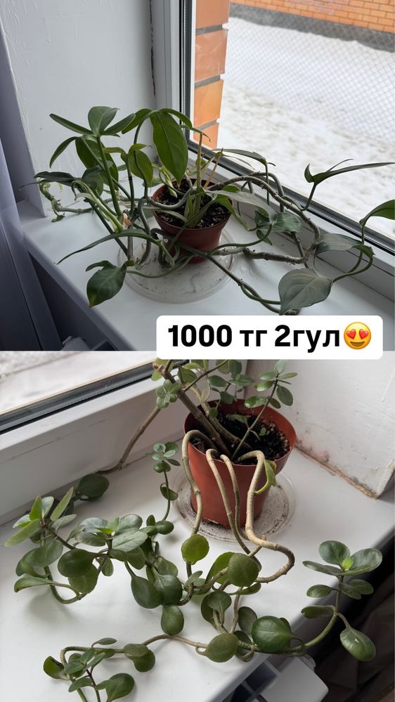 Продам комнатные  цветы