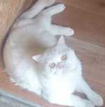 Британский Ласковый котик