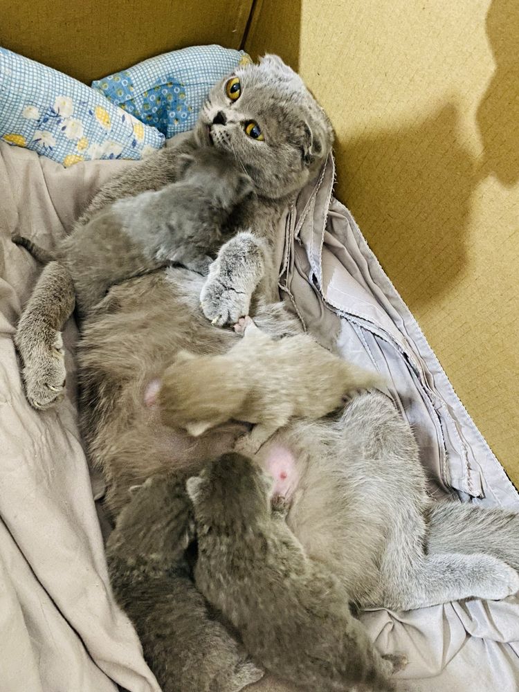 Шотландский вислоухий котята