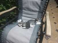 Отдам котят в хорошие руки