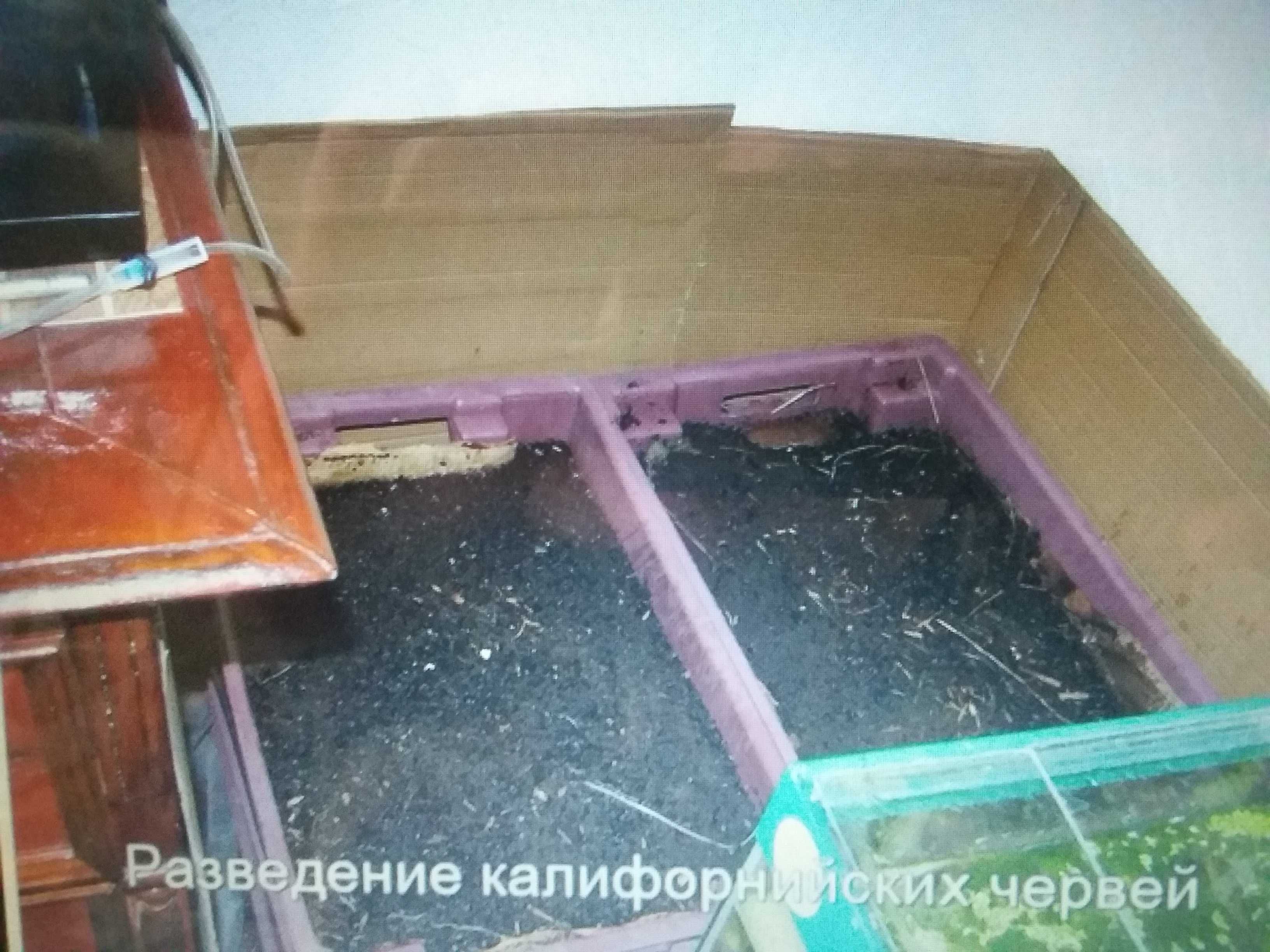 Черви для рыбалки, Дендробена, Калифорнийский Работаем с 7.00до 22.00.