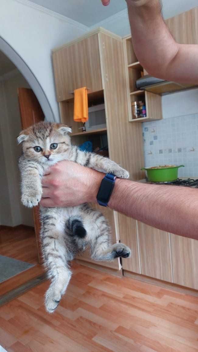 Шотландские породистые котята продам