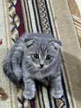 кошка шотланская вислауха
