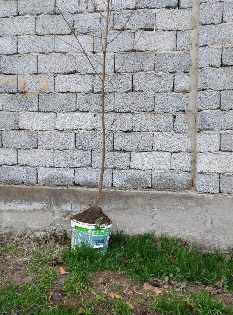 Жеміс көшет сату.Жабаиы жеміс ағашын перепрививка жасау.