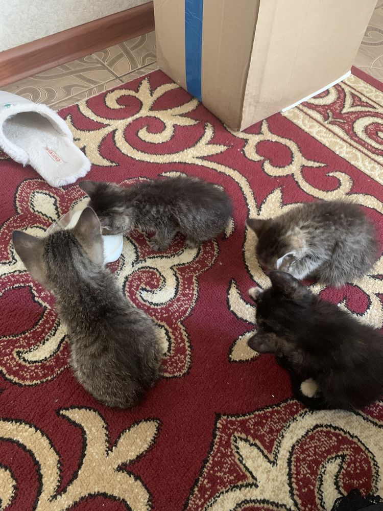 Нашел котят, отдам в хорошие руки 2 мальчика 2 девочки