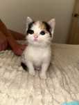 Котенок , кошка отдам в хорошие руки