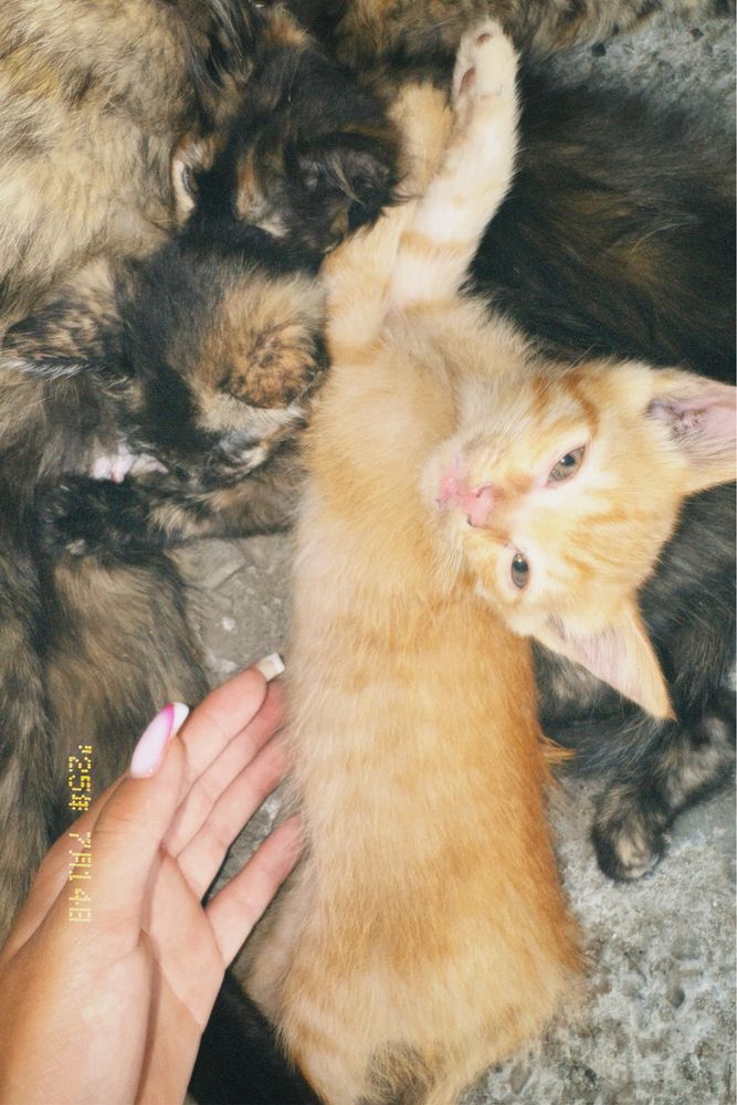 Отдам котят бесплатно в хорошие руки