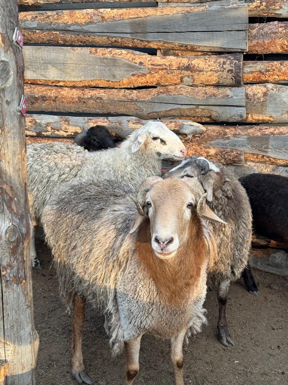 Продам Баранов и овец