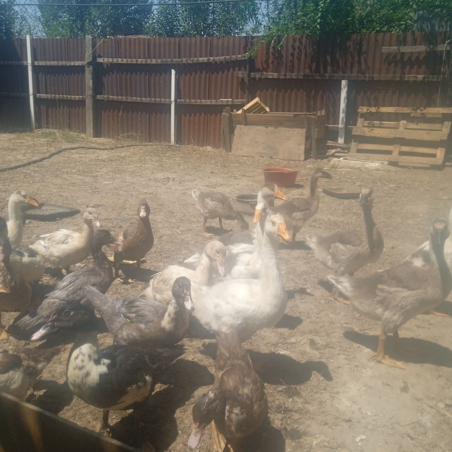 Продам гусят подросшие два с половины месяца