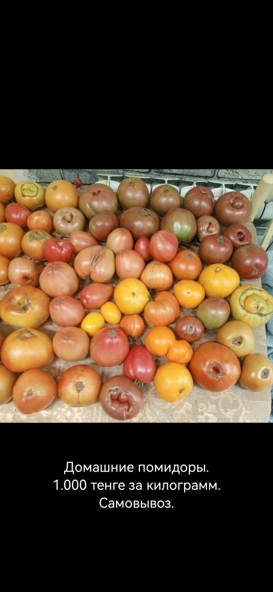 Продам помидоры домашние