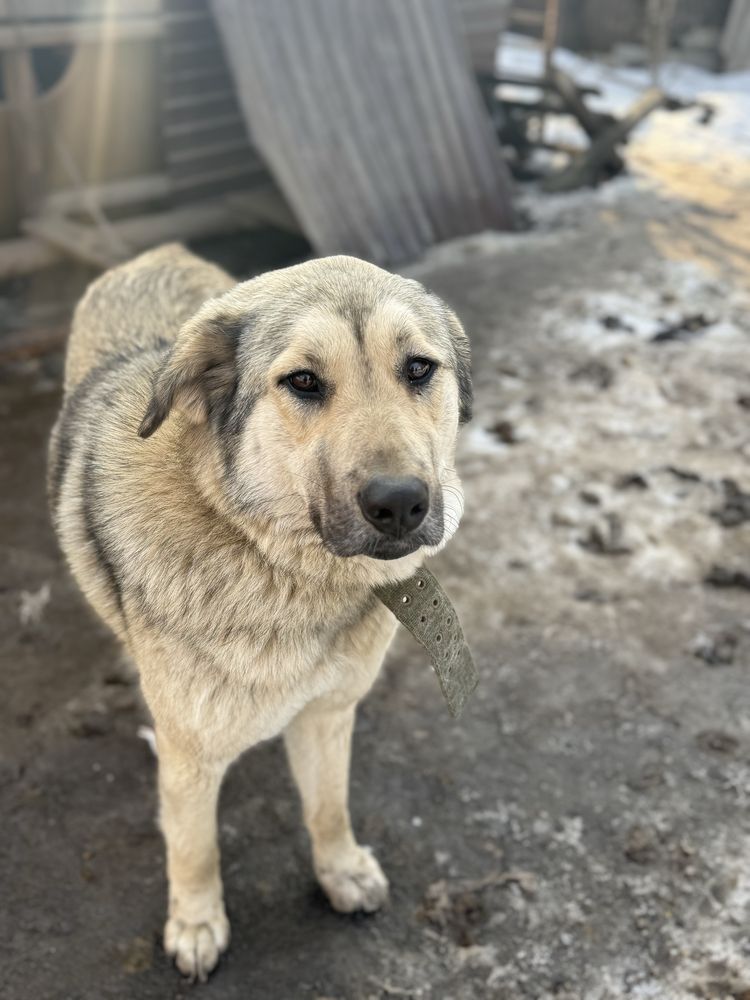 Собака в добрые руки
