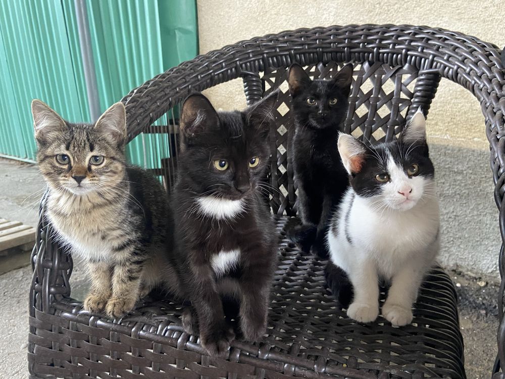 Отдам котят в добрые руки